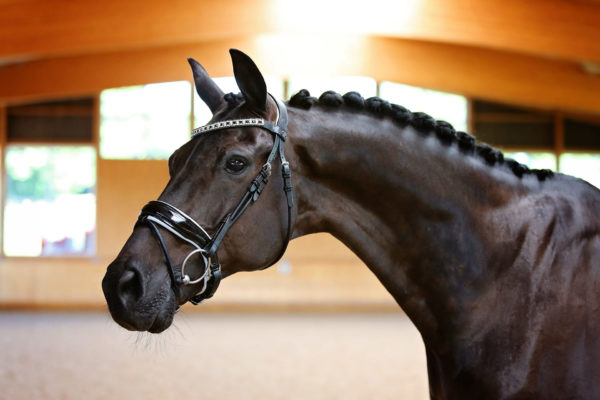 Rolled Leather Bridle
