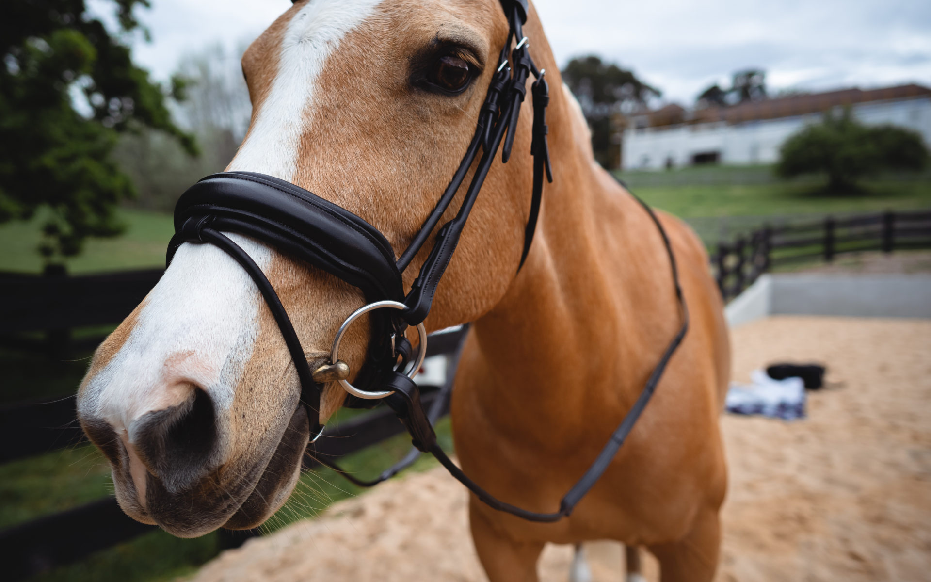 Snaffle Non Patent Bridle