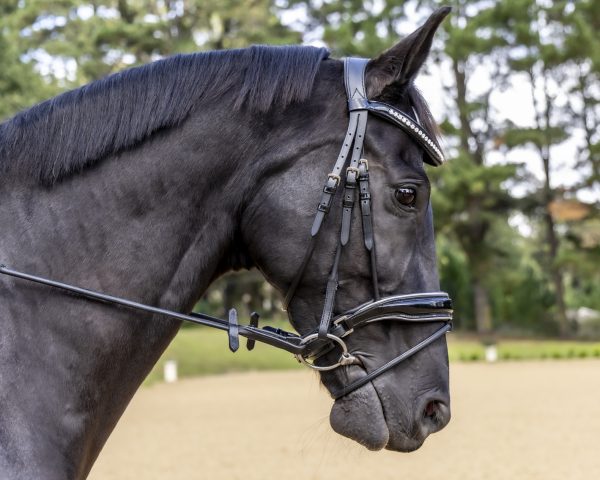 Countess Snaffle Bridle