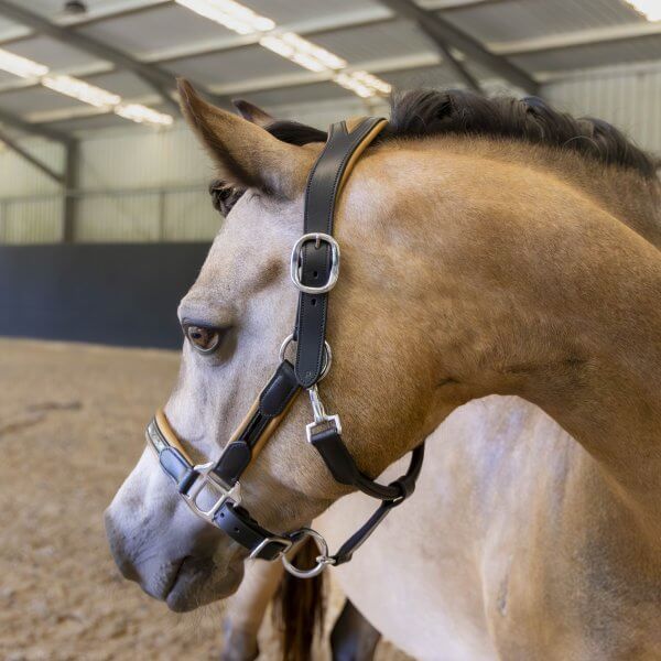 Black leather halter with tan trim